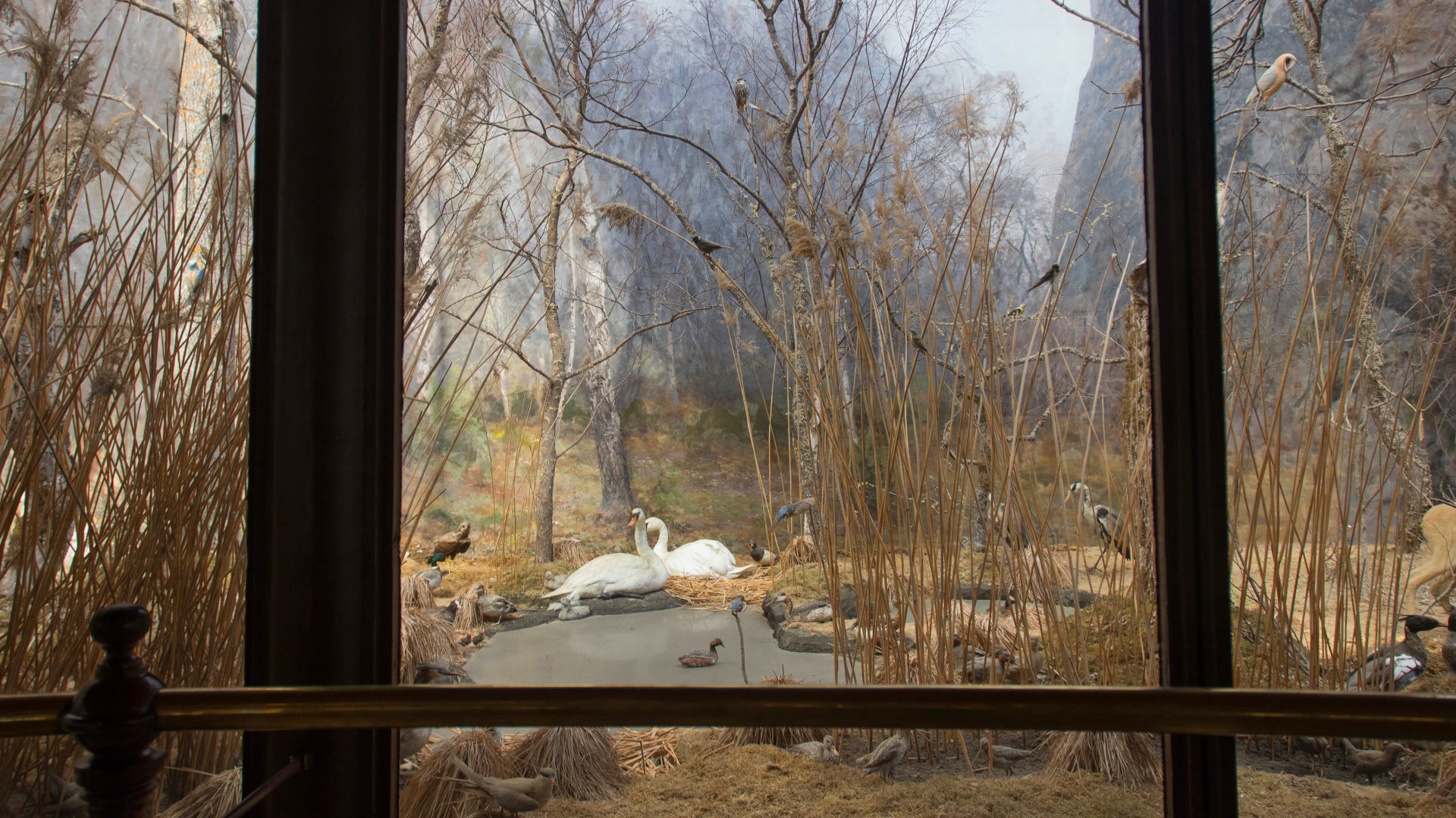 The Birdwatcher
